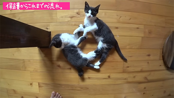 2匹の子猫