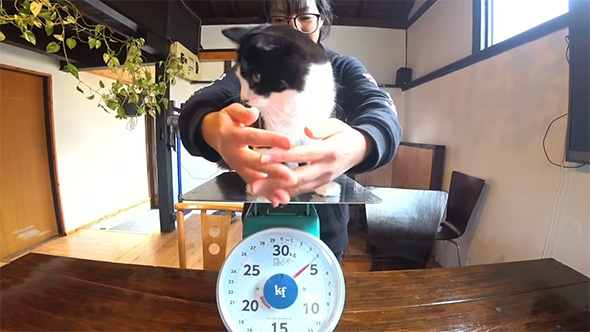 腕で囲って猫の体重測定