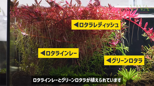 ロタラインレーと