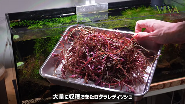 大量に収穫できた