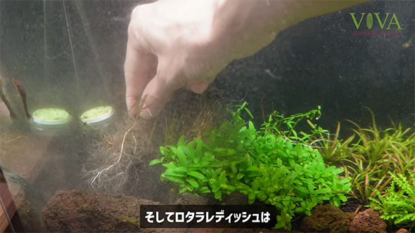 そしてロタラレディッシュは