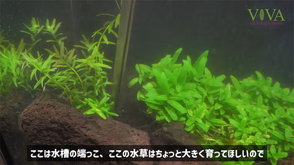 ここは水槽の端っこ