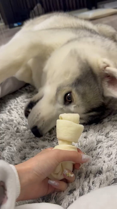 横になりガムを見つめるシベリアンハスキーのワンコ