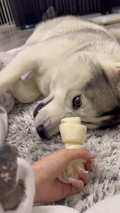 横になりガムを見つめるシベリアンハスキーのワンコ