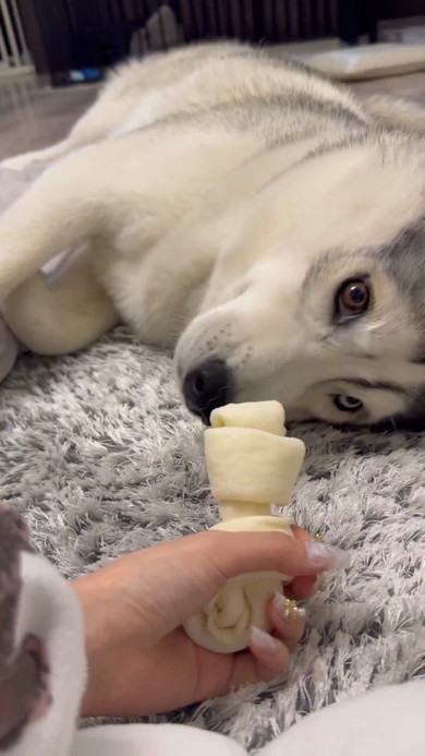 横になりガムを見つめるシベリアンハスキーのワンコ