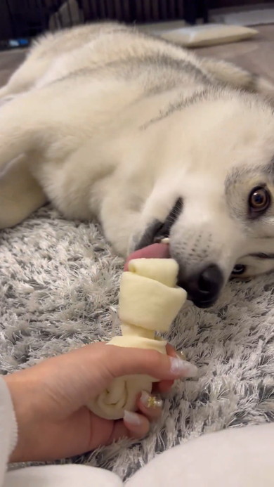 横になりガムをなめるシベリアンハスキーのワンコ