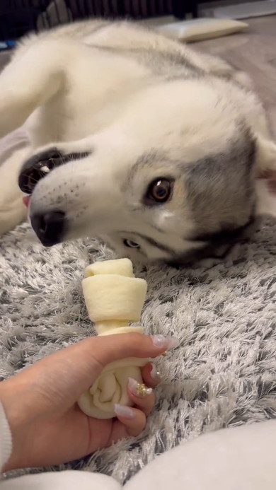 横になりガムを見つめるシベリアンハスキーのワンコ