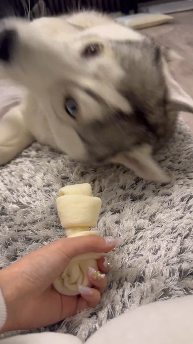 飼い主さんのそばで横になるシベリアンハスキーのワンコ