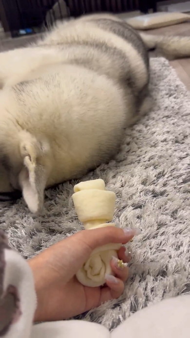 飼い主さんのそばで横になるシベリアンハスキーのワンコ