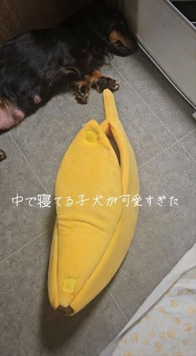 バナナの中でお昼寝する生後45日の子犬ちゃん