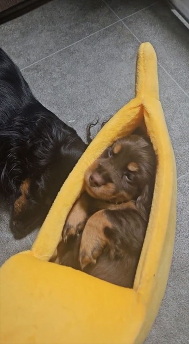 バナナの中でお昼寝する生後45日の子犬ちゃん