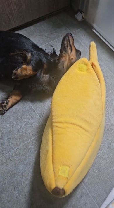 バナナの中でお昼寝する生後45日の子犬ちゃん