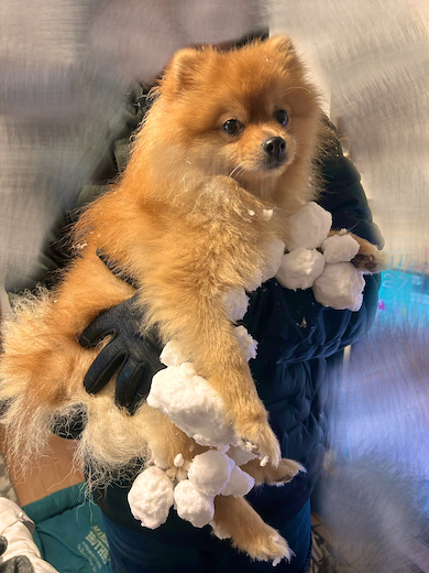 こはくちゃんの足にたくさんの雪玉