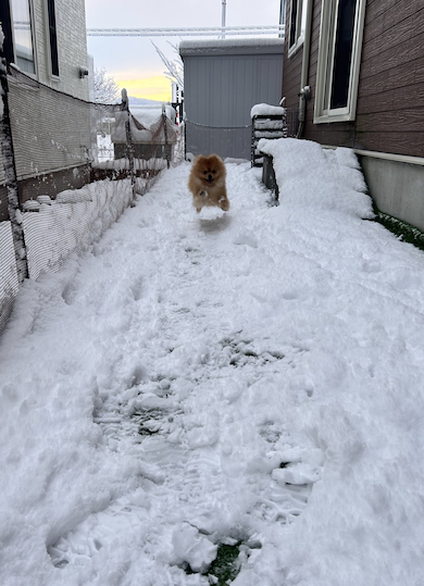 初雪に喜ぶこはくちゃん