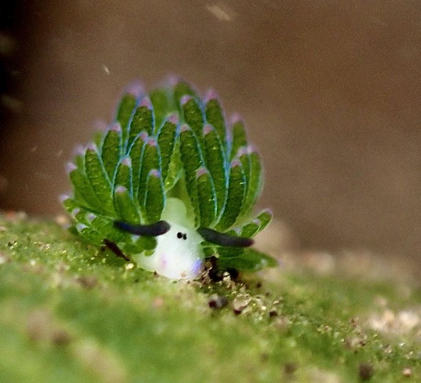 ホホベニモウミウシ