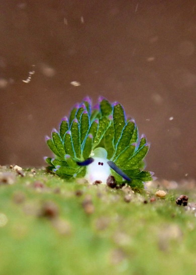 ホホベニモウミウシ