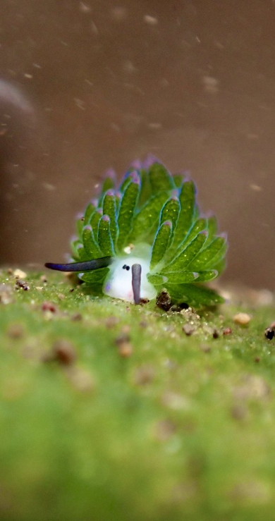 ホホベニモウミウシ