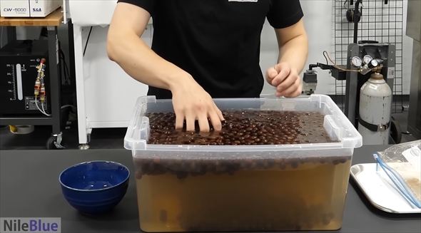 コーヒーチェリー　コーヒー　メイキング