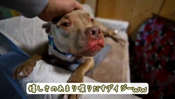 お話ピットブル