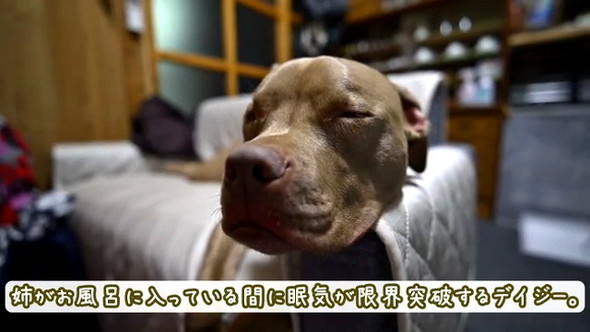 眠いピットブル