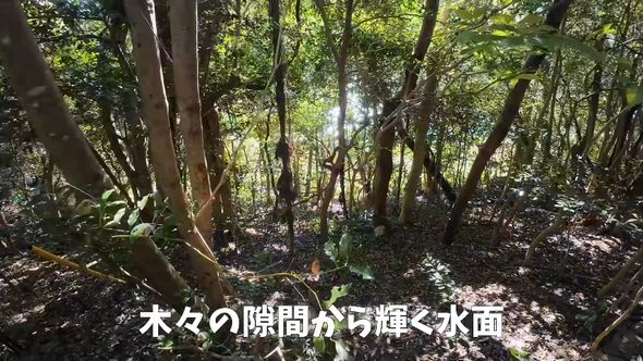 自宅の裏山から見える水面