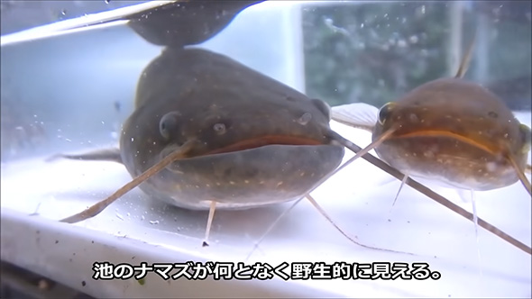 池のナマズが何となく