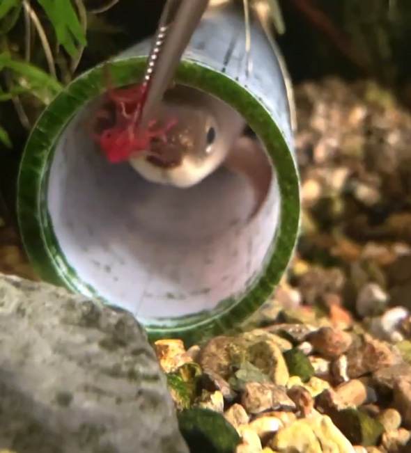 うなぎ ペット かわいい 愛嬌 エサやり 懐く
