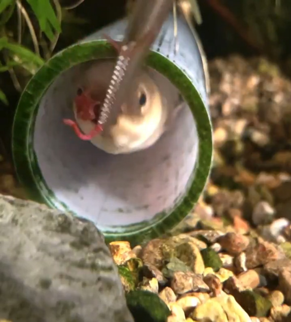 うなぎ ペット かわいい 愛嬌 エサやり 懐く
