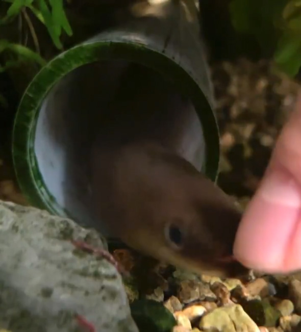 うなぎ ペット かわいい 愛嬌 エサやり 懐く