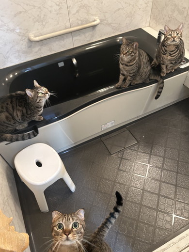 猫ちゃんたちがいるバスルーム