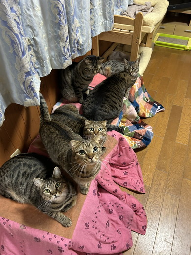 こたつに乗っている猫ちゃんたち