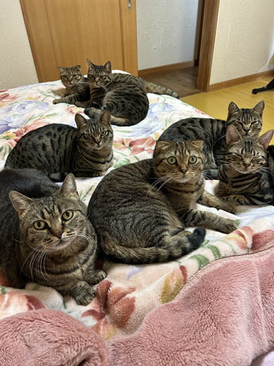 ベッドの上の猫ちゃんたち