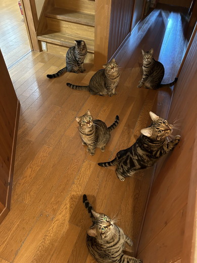 ごはん待ちの猫ちゃんたち