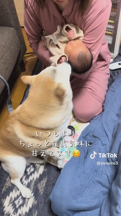 赤ちゃんと柴ワンコ