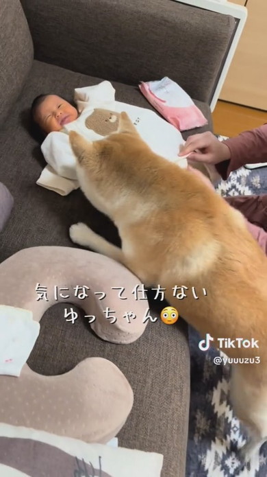 赤ちゃんと柴ワンコ