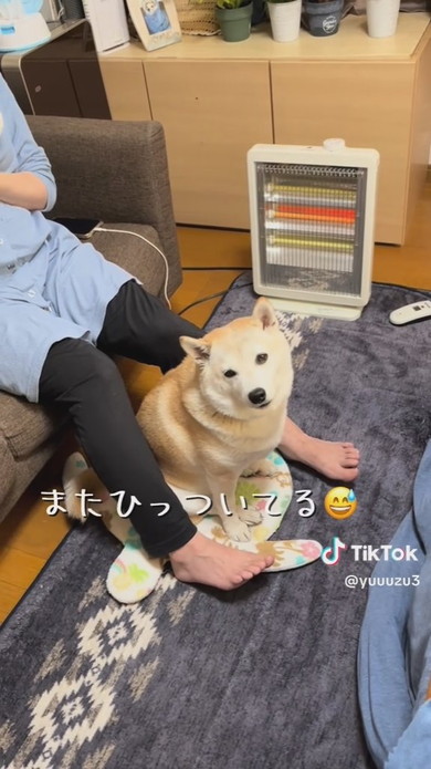 お姉ちゃんの足の間で落ち着く柴ワンコ