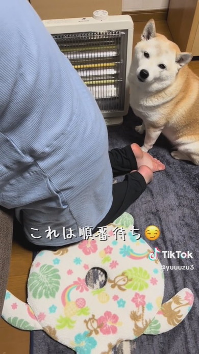 座って待っている柴ワンコ