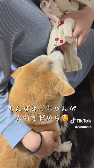 赤ちゃんのことを気にする柴ワンコ