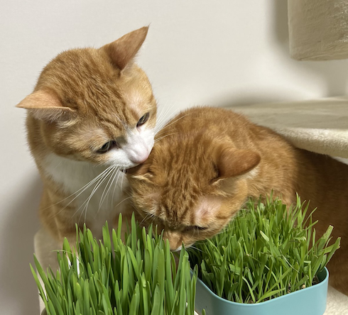 カイちゃんの耳をかむクウちゃん