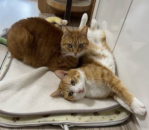 寄り添うクウとカイ