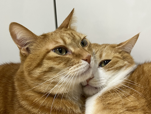 寄り添うクウとカイ