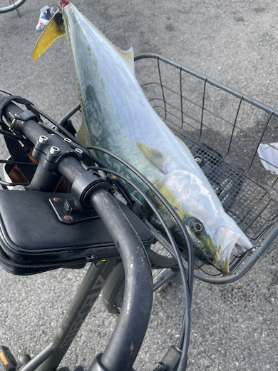 ブリを自転車のカゴに