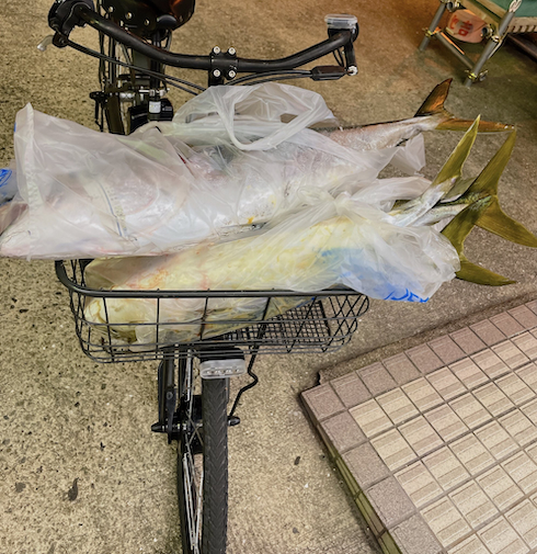 釣った魚を自転車のカゴに