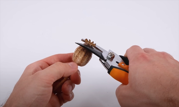 1年半の植物成長記録