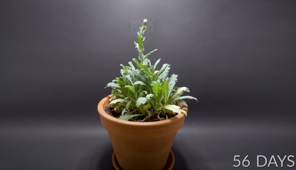 1年半の植物成長記録