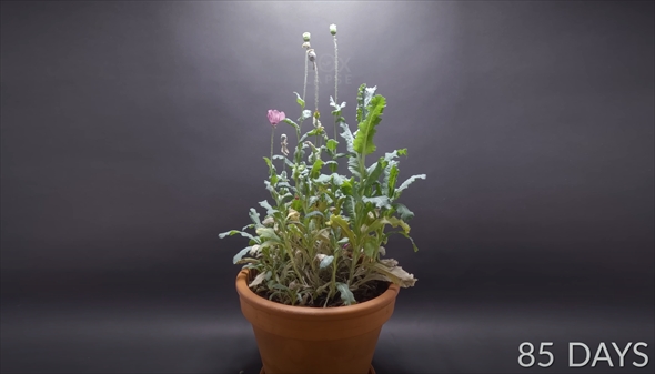 1年半の植物成長記録