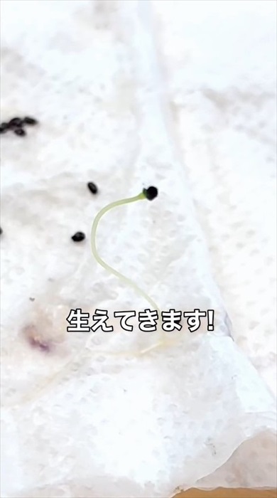 種からキウイの増やし方