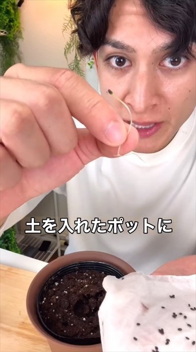 種からキウイの増やし方