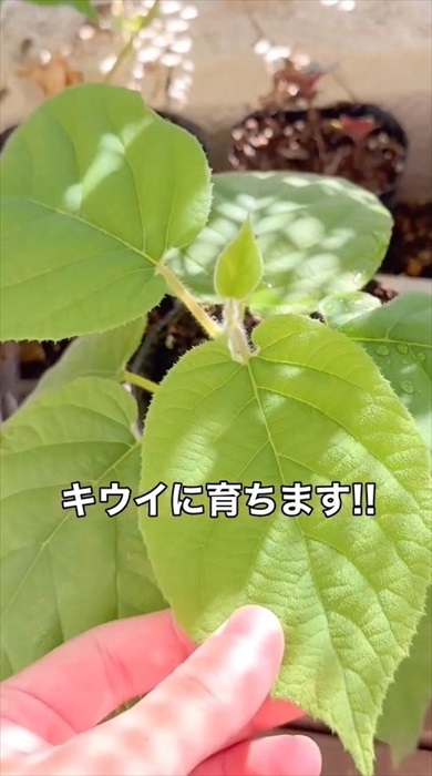 種からキウイの増やし方