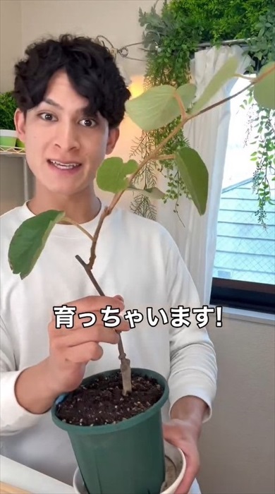 種からキウイの増やし方